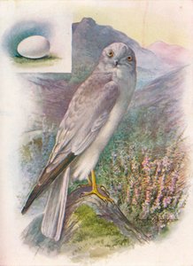 Albanella reale - Circus cyaneus da George James Rankin