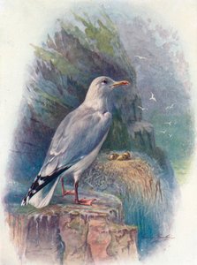 Gabbiano reale - Larus argentatus, c1910 da George James Rankin