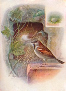 Passero domestico da George James Rankin
