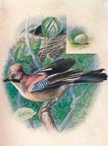 Ghiandaia - Garrulus glandarius, c1910, 1910 da George James Rankin