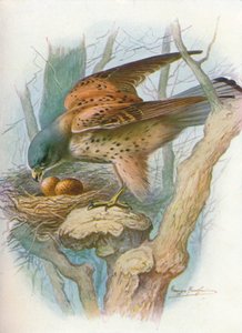 Gheppio - falco tinnunculus, c1910 da George James Rankin