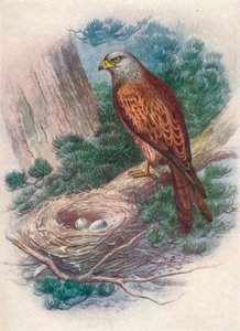 Nibbio - Milvus ictinus, c1910, 1910 da George James Rankin