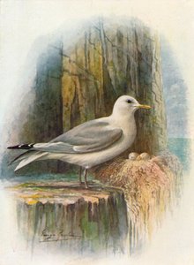 Gabbiano tridattilo - Rissa tridactyla, c1910 da George James Rankin