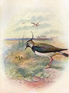 Pavoncella o Pavoncella - Vnellus vulgaris, c1910 da George James Rankin