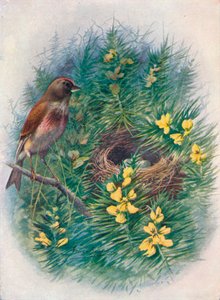 Lucherino - Linota cannabina, c1910, 1910 da George James Rankin
