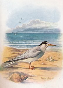 Sterna minuta, c. 1910 da George James Rankin