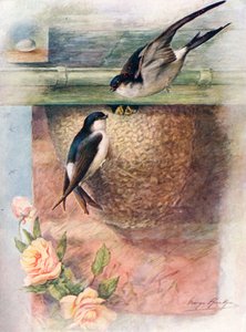 Martin - chelidon urbica, c1910 da George James Rankin