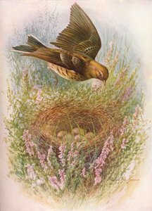 Prispolone - Anthus pratensis, c1910 da George James Rankin