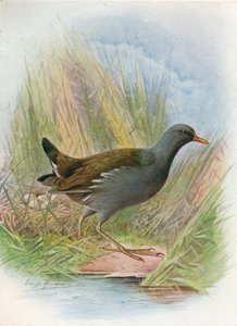 Gallinella d