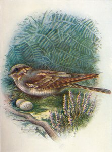 Succiacapre o Caprimulgus europaeus da George James Rankin