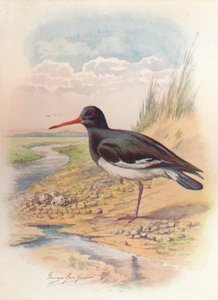 Beccaccia di mare - Haematopus ostralegus, c1910, 1910 da George James Rankin