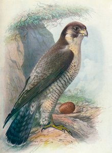 Falco Pellegrino - Falco peregrinus, c1910