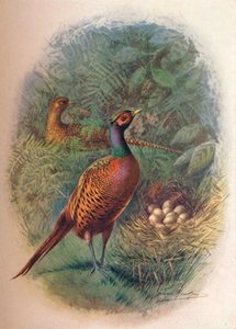 Fagiano - Phasianus colchicus da George James Rankin