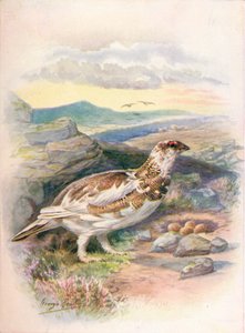 Pernice bianca - Lagopus mutus, c1910 da George James Rankin