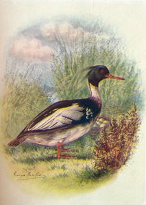 Smergo Maggiore - Mergus serrator da George James Rankin
