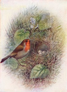 Pettirosso - Erithacus rubecula
