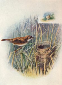 Cannaiola - Acrocephalus streperus, c1910, 1910 da George James Rankin