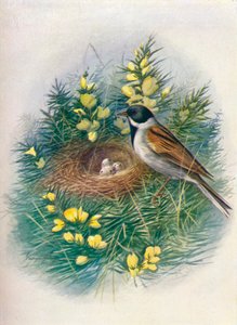 Reed Bunting - Embriza schoeniclus da George James Rankin