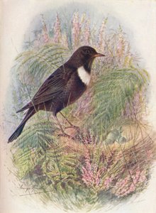 Merlo dal Collare - Turdus torquatus da George James Rankin