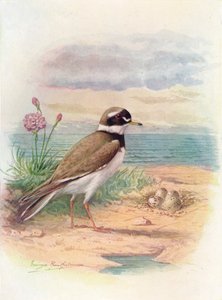 Corriere di mare - Aegialitis hiaticola, c1910, 1910 da George James Rankin