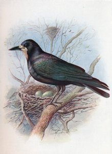 Corvo - Corvus frugilegus, c1910 da George James Rankin