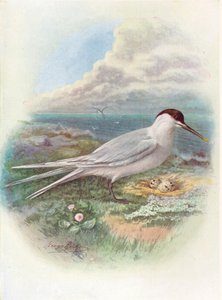 Sterna comune - Sterna cantiaca, c1910, 1910