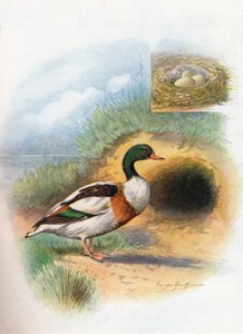 Anatra selvatica o Sheldrake - Tadorna cornuta, c1910