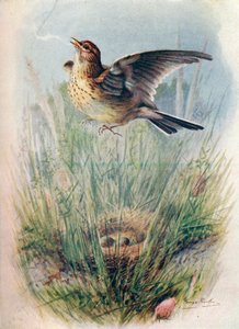 Allodola - Alauda arvensis, c1910, 1910 da George James Rankin