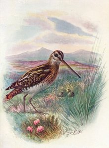 Beccaccino - Gallinago coelestis, c1910 da George James Rankin