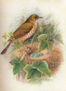 Tordo bottaccio o Mavis - Turdus musicus, c1910 da George James Rankin