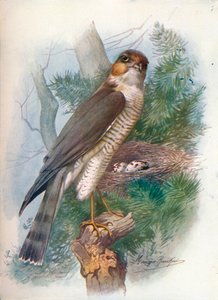 Sparviero - Accipiter nisus da George James Rankin