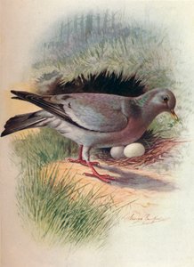 Colombaccio - Columba oenas, c1910 da George James Rankin