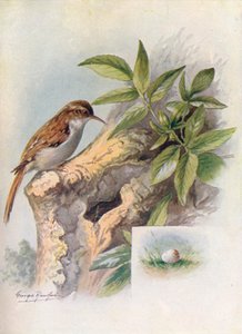 Rampichino - Certhia familiaris, c. 1910 da George James Rankin