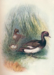 Moretta - Fuligula cristata, c1910, 1910