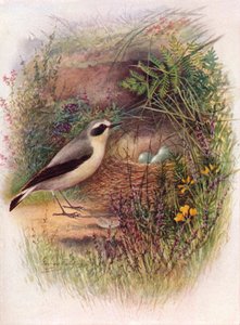 Culbianco - Saxicola oenanthe, c1910 da George James Rankin