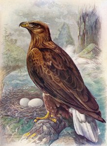 Aquila di mare o dalla coda bianca - Haliaetus albicilla, c1910, 1910 da George James Rankin