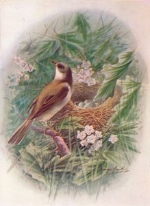 Sterpazzola - Sylvia cinerea, c1910, 1910 da George James Rankin