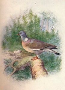 Piccione selvatico o Colombaccio - Columba palumbus
