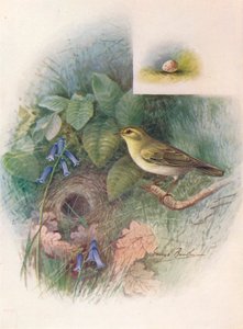 Luì Verde - Phylloscopus sibilatrix da George James Rankin