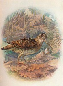 Beccaccia - Scolopax rusticula da George James Rankin