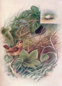 Scricciolo - Troglodytes parvulus