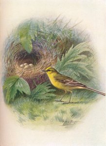 Cutrettola gialla - Motacilla raii da George James Rankin