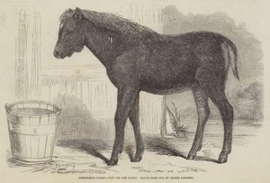 Ibrido notevole, dalla New Forest