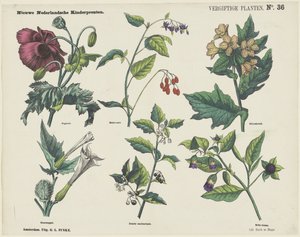 Piante velenose