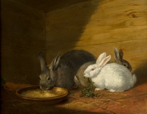 Conigli da George Morland