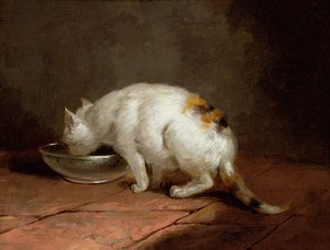 Il gatto dell