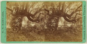 [Querce vive, cimitero di Magnolia] da George N. Barnard