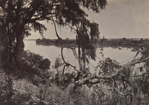 Fiume Savanah, vicino a Savanah, Georgia, 1860 da George N. Barnard