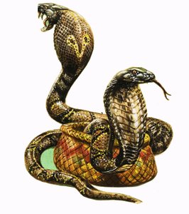 Cobra reali da George R. Radcliffe