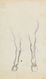 Studio delle zampe anteriori di un cavallo